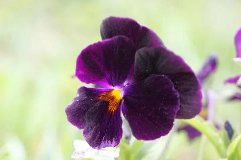 Pansies Stock-Fotos