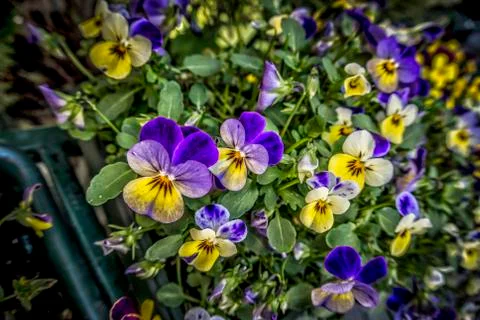 Pansies Stock Photos