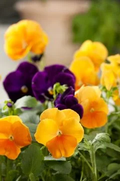 Pansies Stock Photos