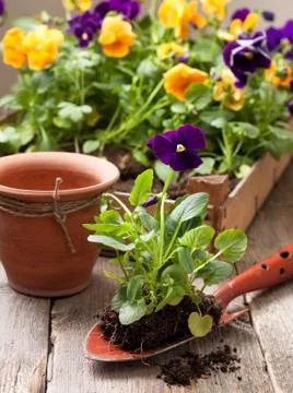 Pansies Stock Photos