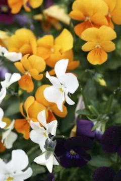 Pansies Foto stock