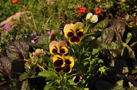 Pansies Stock Photos