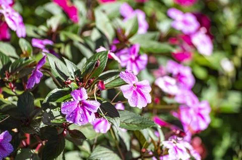Pansies Stock Photos