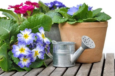 Pansies in pot Stock Photos