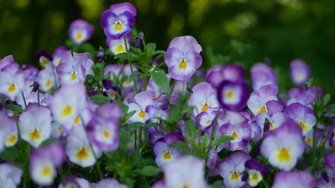 Pansies in a spring park. Stock Photos