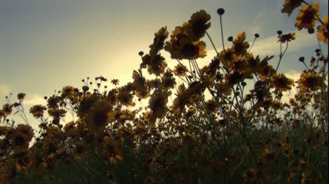 Pansies in Summer Stock Footage 24734976