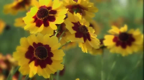 Pansies in Summer Stock Footage 24735695