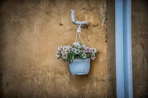 Pansies on the Wall Stock Photos