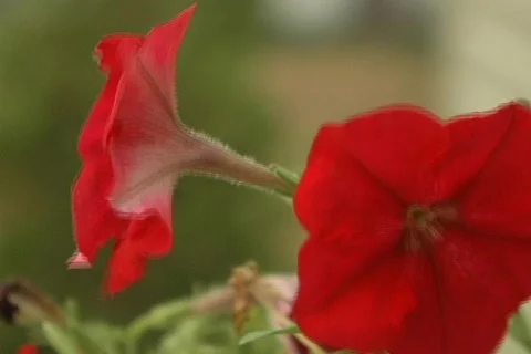 Pansies in the wind Stock Footage 135557