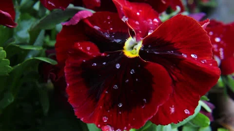 Pansy after rain Stock Footage 23185658