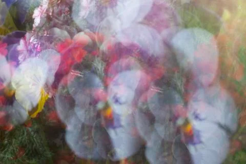 Pansy background Stock Photos