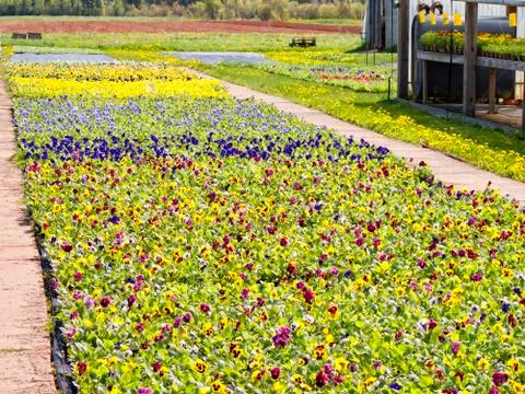 Pansy bedding plants Stock Photos