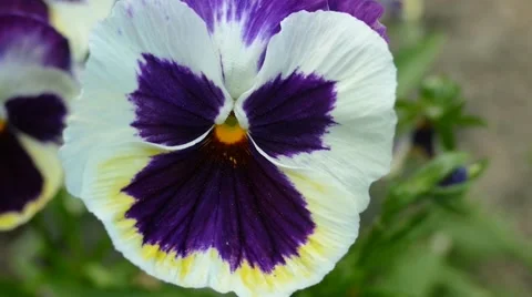 Pansy Close Up Detailed Stock Footage 53878381