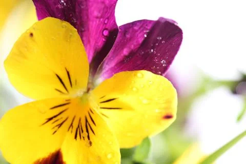 Pansy close-up Stock Photos