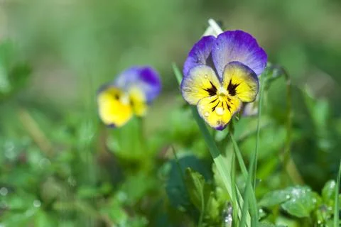 Pansy closeup  dew Stock Photos