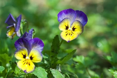 Pansy closeup Stock Photos