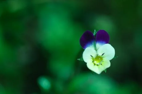 Pansy dew drop Stock Photos