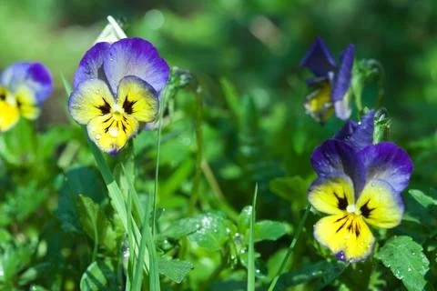 Pansy drops dew Stock Photos