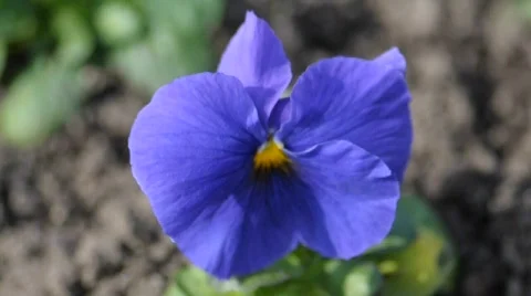 Pansy flower   Stockbeeldmateriaal 658888