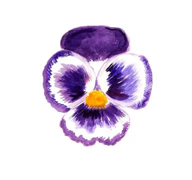 Pansy flower Stock Illustration