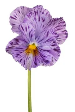 Pansy flower isolated Stock Photos