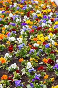 Pansy flower Stock Photos