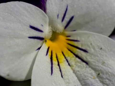 Pansy flower. Stock Photos
