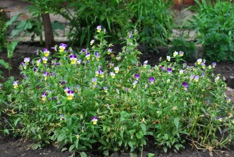 Pansy flower Stock Photos