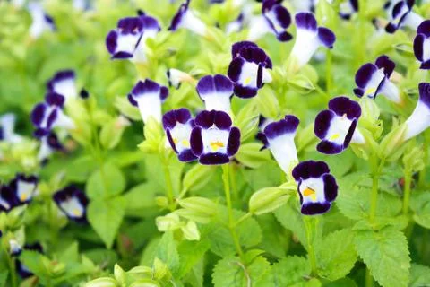 Pansy flower Stock Photos