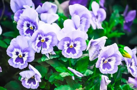 Pansy flower Stock Photos