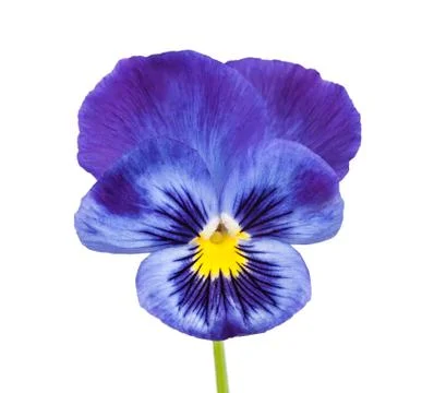 Pansy flower Stock Photos