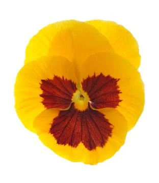 Pansy flower Stock Photos