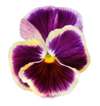 Pansy flower Stock Photos