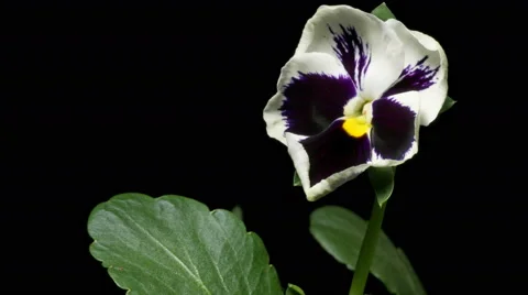 Pansy Flower Time-Lapse Stock Footage 62503262