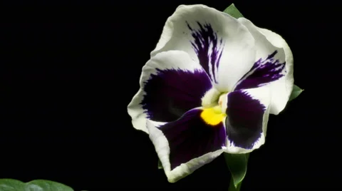 Pansy Flower Time-Lapse Stock Footage 62503995