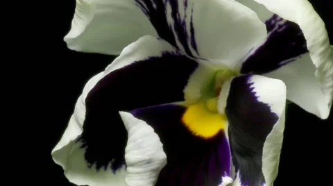 Pansy Flower Time-Lapse Stock Footage 62504351