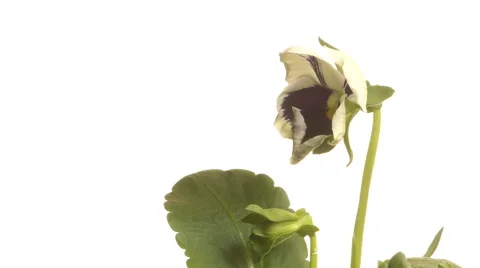 Pansy Flower Time-Lapse Stock Footage 62506771