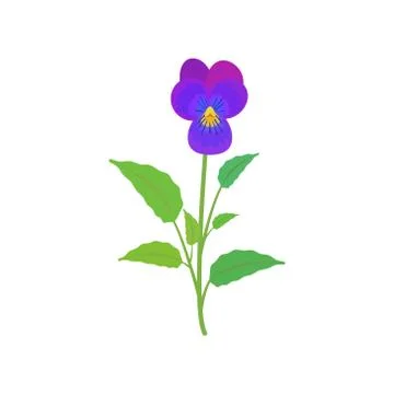 Pansy flower. violet spring Stock Illustration