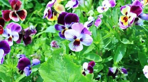 Pansy flowers Vidéo 10793281