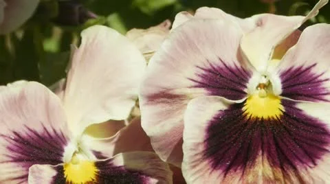 Pansy flowers 스톡 동영상 12341785