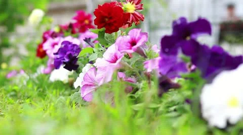 Pansy flowers Stock Footage 22025661