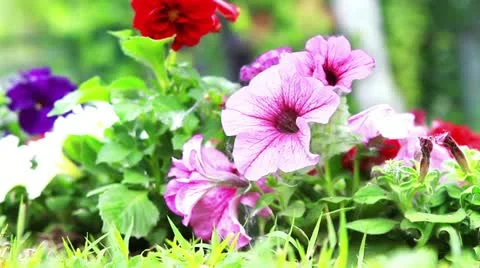Pansy flowers Stock Footage 22025804