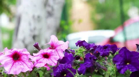 Pansy flowers Stock Footage 22026065