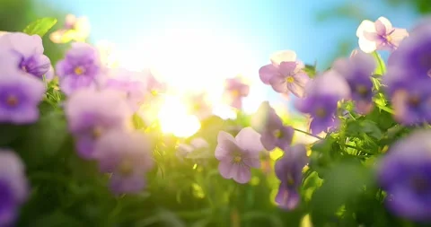 Pansy flowers Stock Footage 174081496