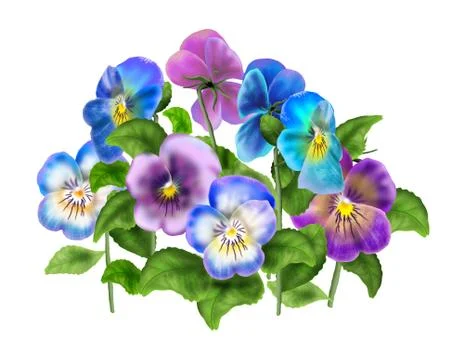 Pansy flowers Stock Illustration