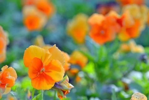 Pansy flowers Stock Photos