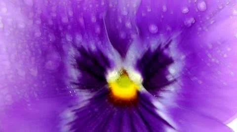 Pansy Stock Footage 10898583