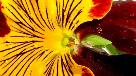 Pansy 库存影片 10898584