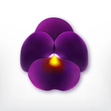 Pansy Stock Illustration