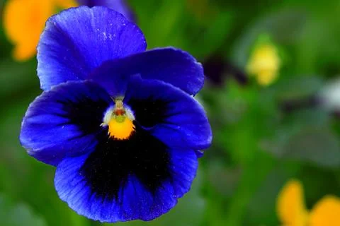 Pansy isolated Foto stock